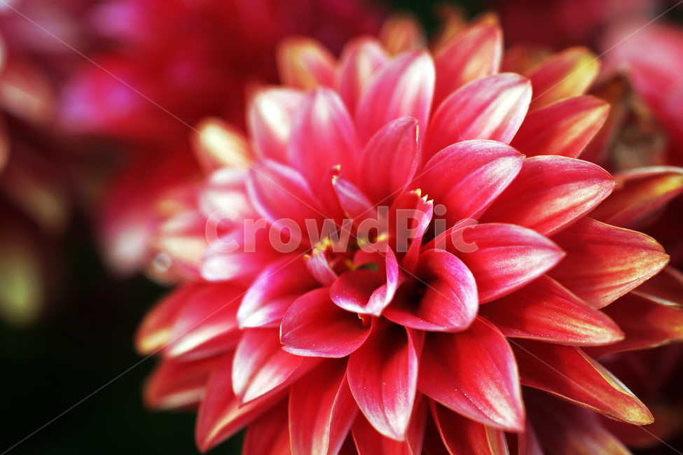 다알리아,다알리아속,꽃,화초,flower,식물,관상용,dahlia,식물,자연,plants,nature,꽃,flower