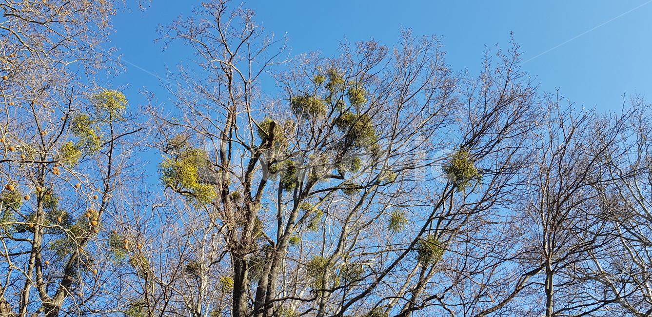 tree,나무,plant,식물,자연