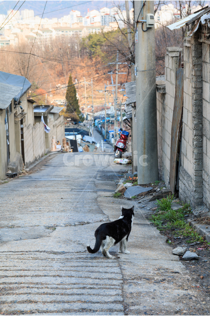 고양이,길고양이,검은고양이,길냥이,도둑고양이,동물,산동네,달동네,빈민가,떠도는,방황하는,경계하는,내리막,골목길,골목길,alley,동물,animal,포유류,mammal,고양이,cat,kitten,kitty,path,통로,road,도로,street,거리,building,건물,town,도시,city,시티,urban,어반