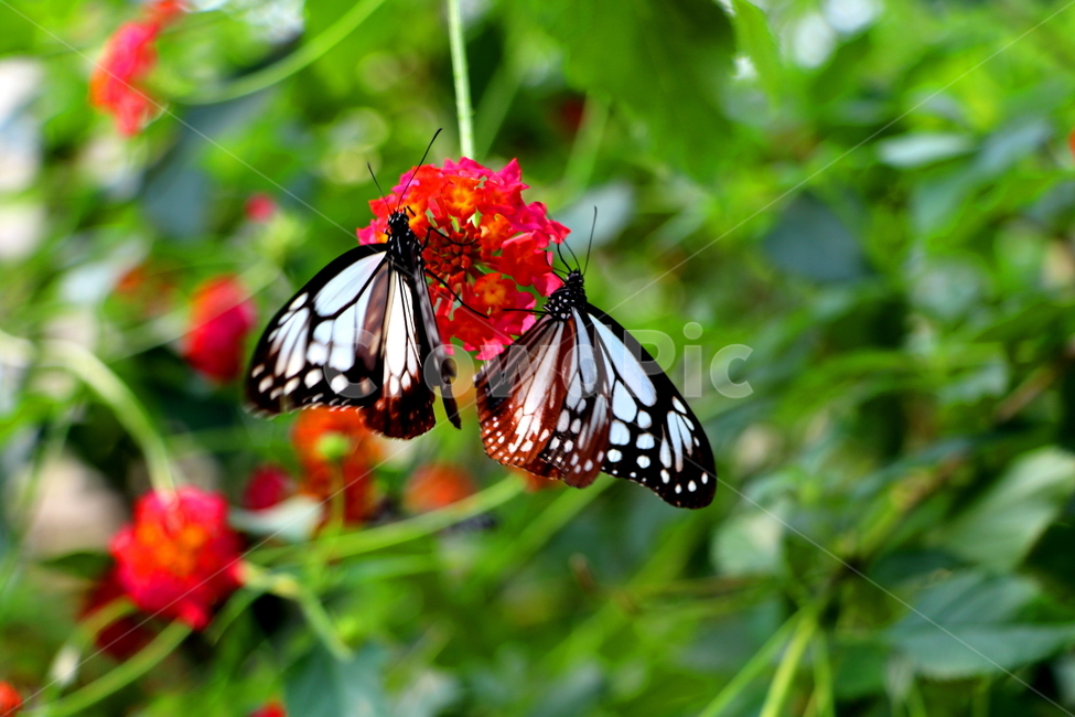 꽃,나비,봄,자연,풍경,식물,자연,plants,nature,꽃,flower,동물,animal,곤충,벌레,insect,bug