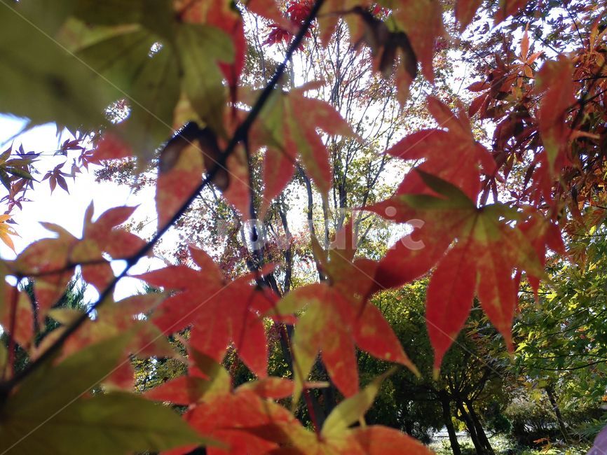 가을단풍,가을,엽록소,leaf,plant,식물,tree,나무,maple,단풍,가을,계절,fall,autumn,season