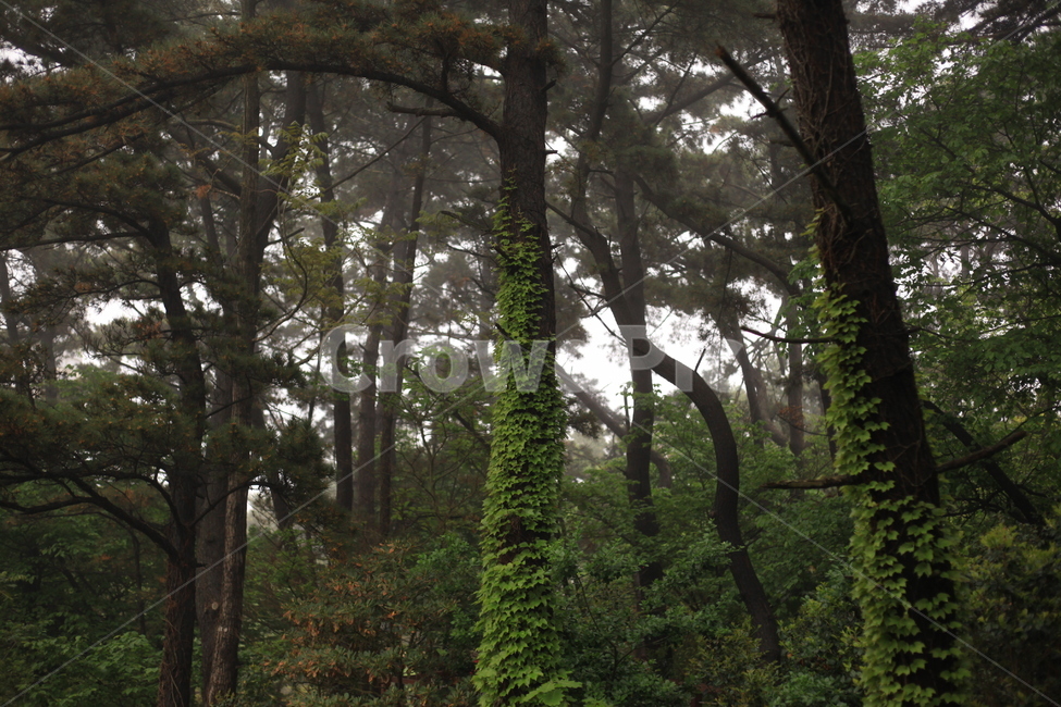 나무,숲,나뭇잎,나뭇가지,자연,안개,자연,풍경,nature,landscape,식물,plants,나무,trees,wood,휴식,힐링,rest,relaxation,healing,tree,plant,tree trunk,나무 줄기