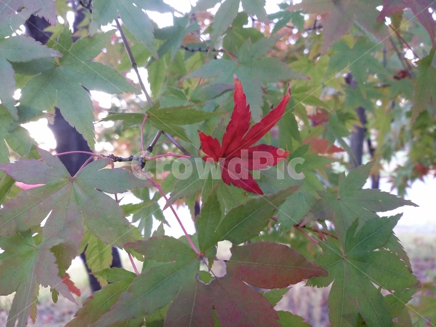 leaf,잎,plant,식물,tree,나무,maple,단풍,식물,자연,plants,nature