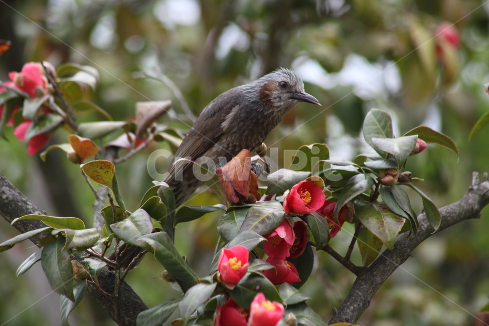 동백,직박구리,새,조류,microscelisamaurotis,동백꽃,Camelliajaponica,식물,자연,plants,nature,꽃,flower,동물,animal,조류,새,birds