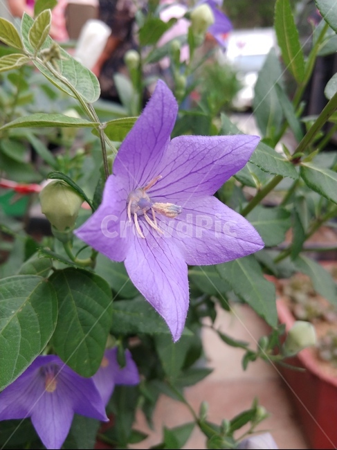 도라지꽃,꽃,보라색꽃,도라지,여름꽃,flower,낮,오후