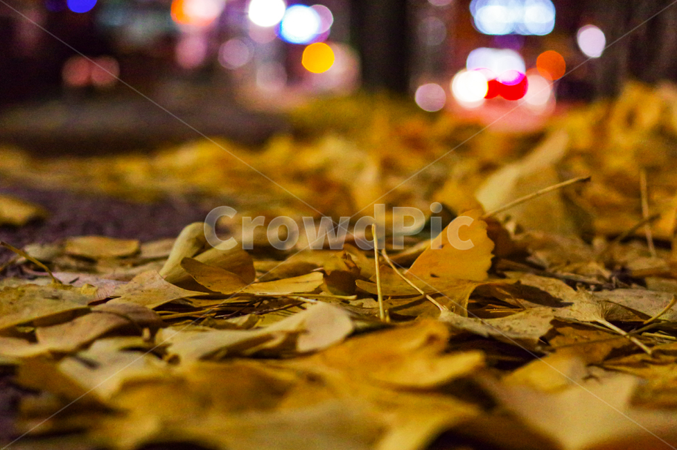 길거리,낙엽,은행,은행나무,은행잎,밤거리,가을밤,가을,계절,fall,autumn,season,식물,자연,plants,nature,leaf,잎,plant