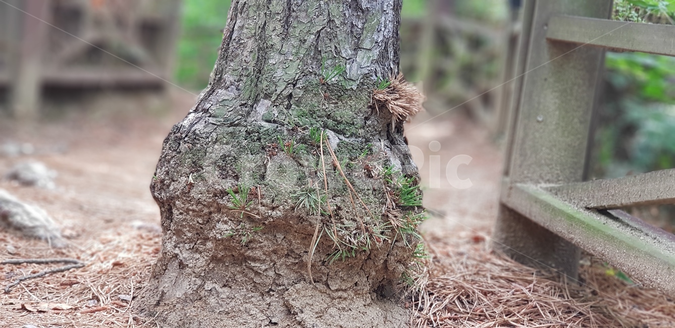 수봉공원,미추홀구,나무,소나무,밑둥
