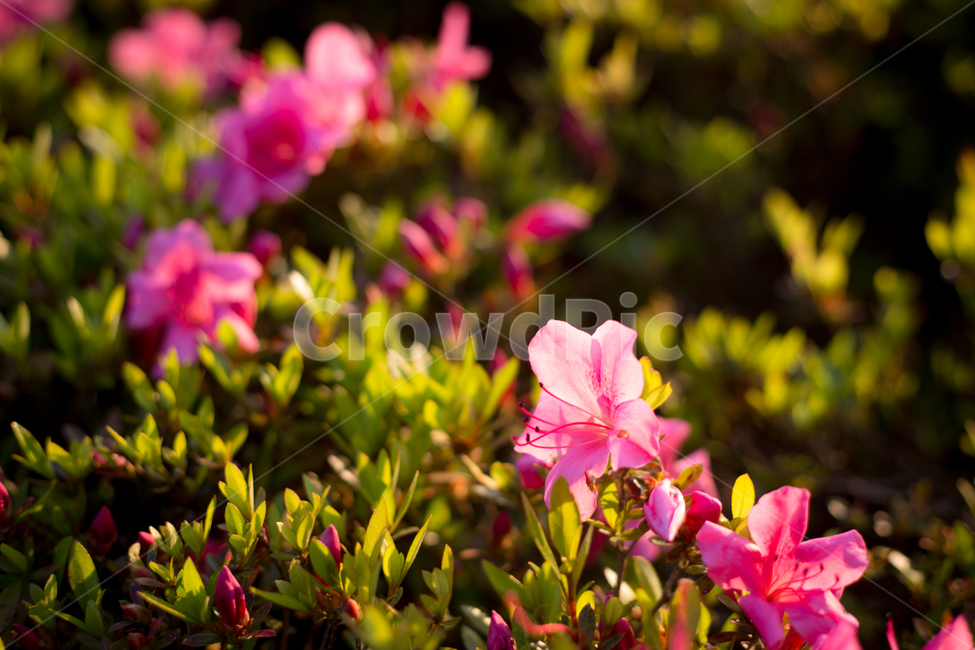 꽃,철쭉,분홍색꽃,자주색꽃,봄꽃,식물,자연,plants,nature,꽃,flower
