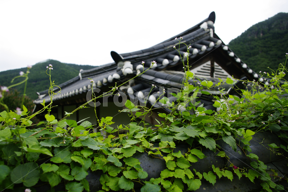 한옥,전통가옥,기와지붕,담장,식물,plant,한국전통,한국문화,korean traditional,korean culture,건축물,건물외관,exterior,building,structure,architecture,construction