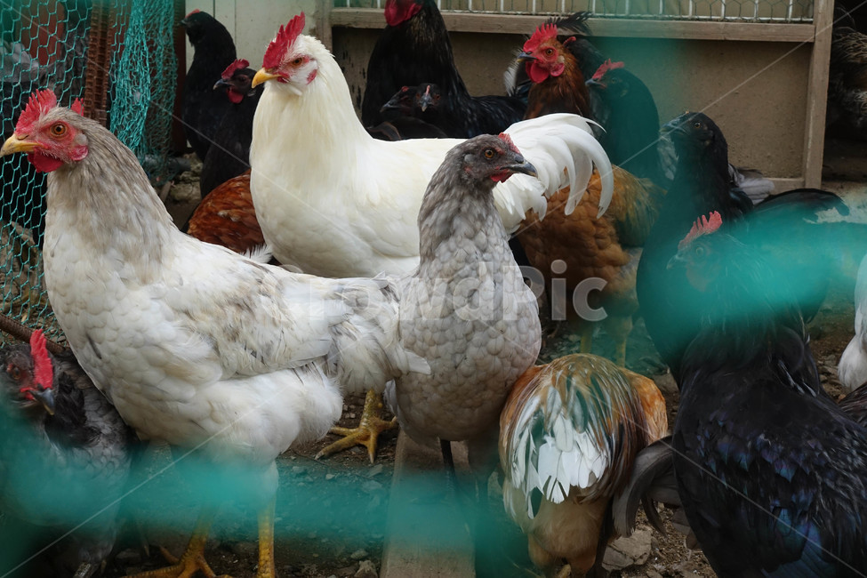 가축,4마리,조류,소음,닭,poultry,animal,치킨,fowl,chicken,가금류,bird,새,동물,animal,조류,새,birds