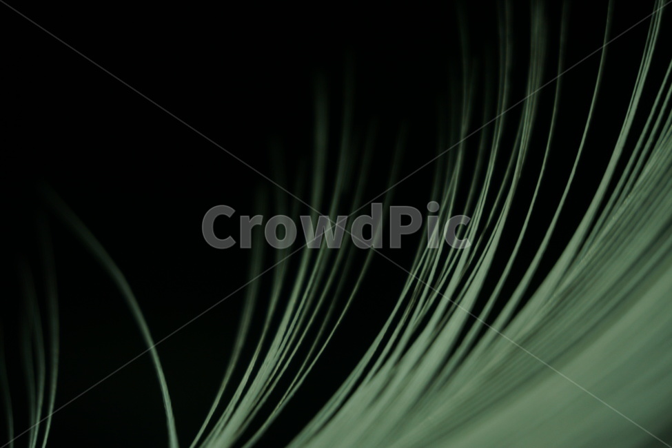 깃털,새털,feather,closeup,background,배경,배경화면