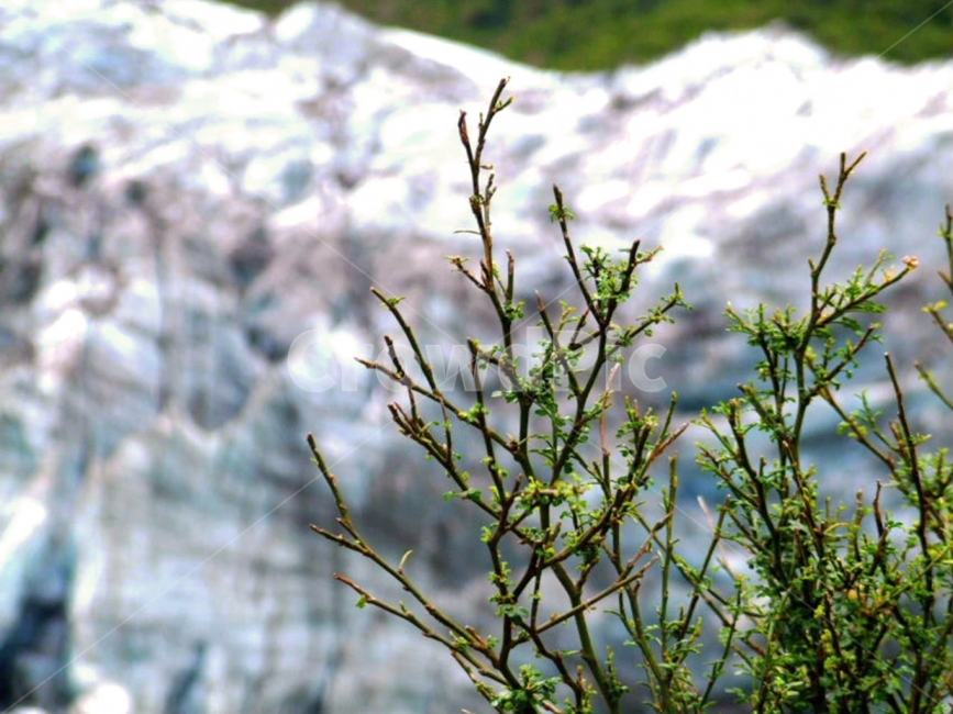 나무,나뭇가지,가지,나뭇잎,풀잎,자연,푸른,bough,twig,sprig,tree,trees,leaf,leaves,nature,natural,초록,green,mountain,mountains,풍경,배경,배경사진,풍경사진,감성사진,평화로운,분위기,차분한,차분함,평화로움,scene,view,ambience,atmosphere,calm,peaceful,tranquil,still,background,나무가지,식물,자연,plants,nature