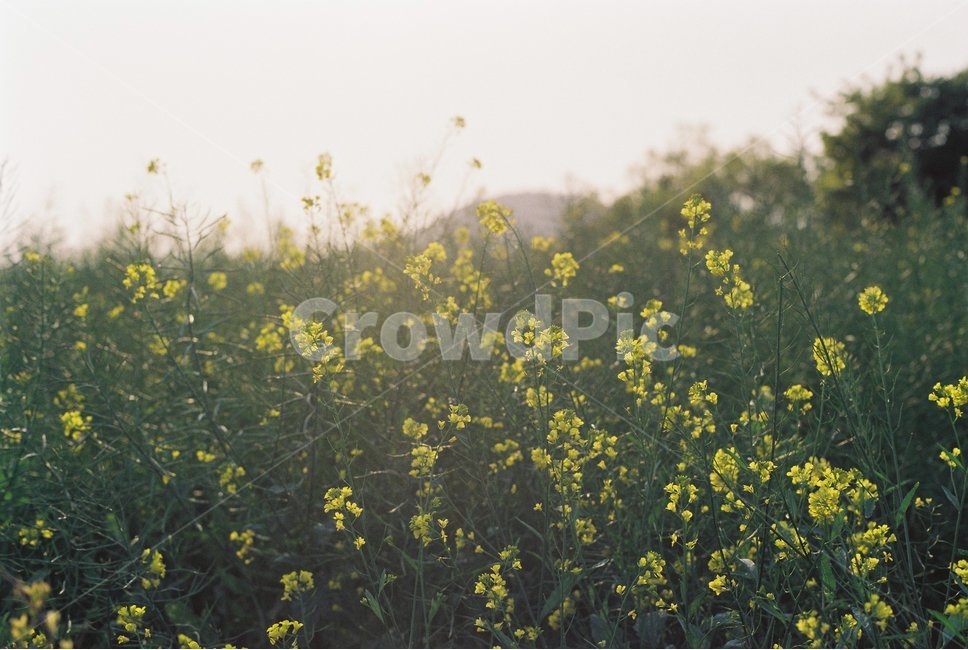 봄,유채꽃,꽃,자연,풍경,봄,계절,spring,season,식물,자연,plants,nature,꽃,flower,감성,sensible,feeling,field,들,grassland,목초지,outdoors,옥외,farm,농장,rural,농촌,meadow