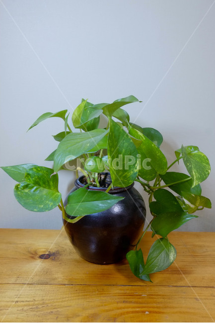 식물,인테리어,화분,초록,감성,나무,식물,자연,plants,nature,실내용화초,화분,화초,house plant
