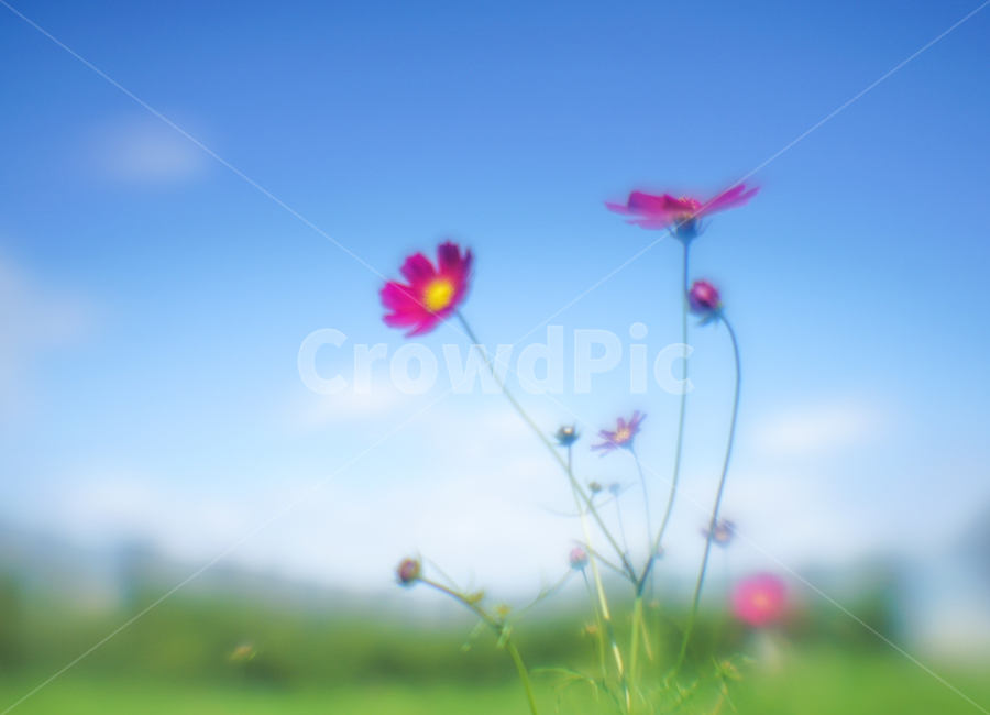 가을,꽃,야생,코스모스,식물,자연,가을,계절,fall,autumn,season,식물,자연,plants,nature,꽃,flower,grass,잔디,plant