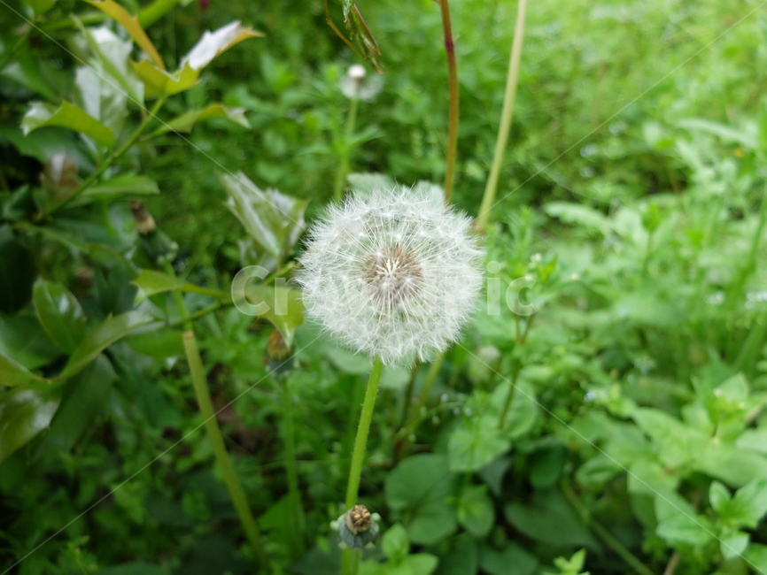 민들레,홀씨,민들레홀씨,풀밭,자연,식물,자연,plants,nature,꽃,flower