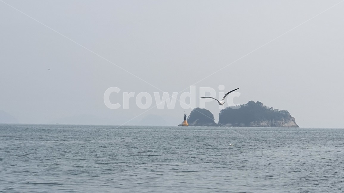 bird,새,동물,바다,수평선,sea,ocean,섬,island,animal,자연,풍경,nature,landscape,동물,animal,조류,새,birds