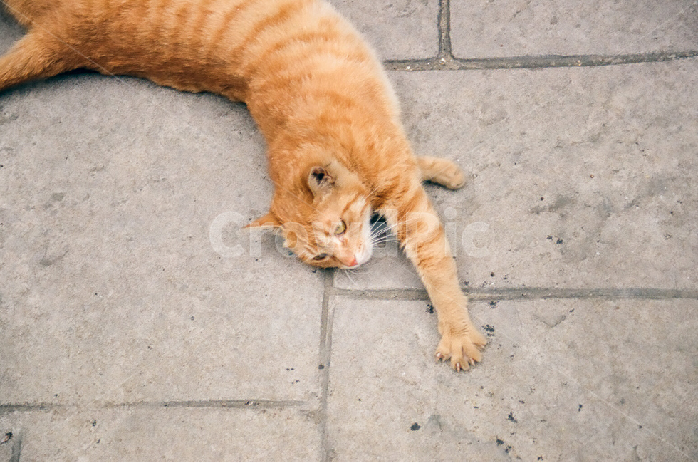 고양이,cat,길고양이,동물,animals,냐옹이