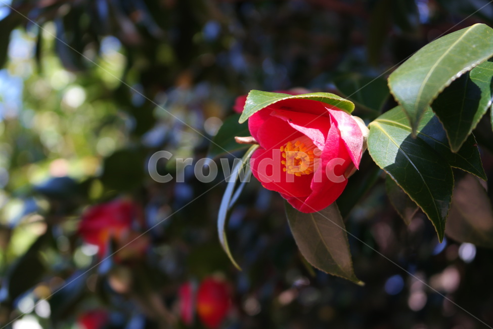 동백,동백꽃,겨울꽃,빨간꽃,꽃,빨강,감성,red,flower,blossom,plant,camellia,식물,식물,자연,plants,nature,꽃,flower