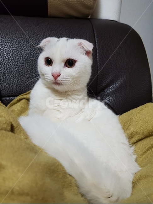 고양이,동물,스코티시폴드,폴드,스코티시,동물,animal,포유류,mammal,고양이,cat,kitten,kitty