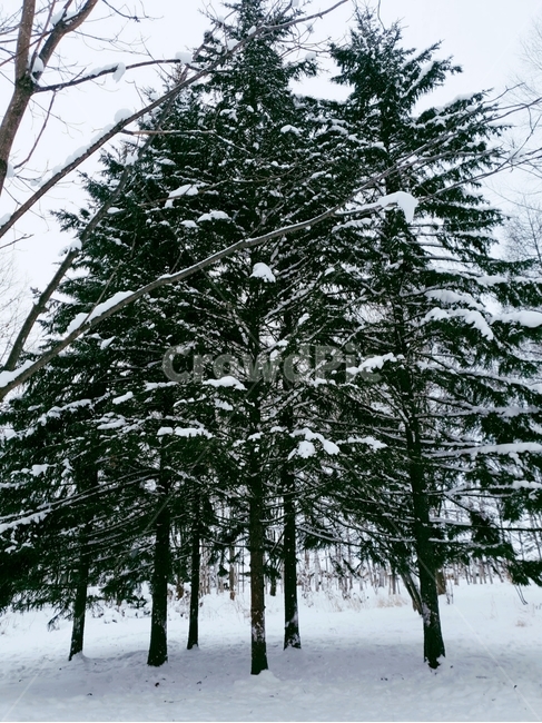 겨울,나무,비에이,삿포로,전나무,겨울,계절,winter,season