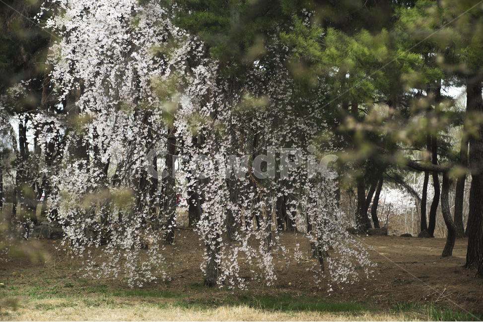 벚꽃,4월의꽃,벚꽃축제,봄꽃,봄소식,봄,계절,spring,season,자연,풍경,nature,landscape,plant,식물