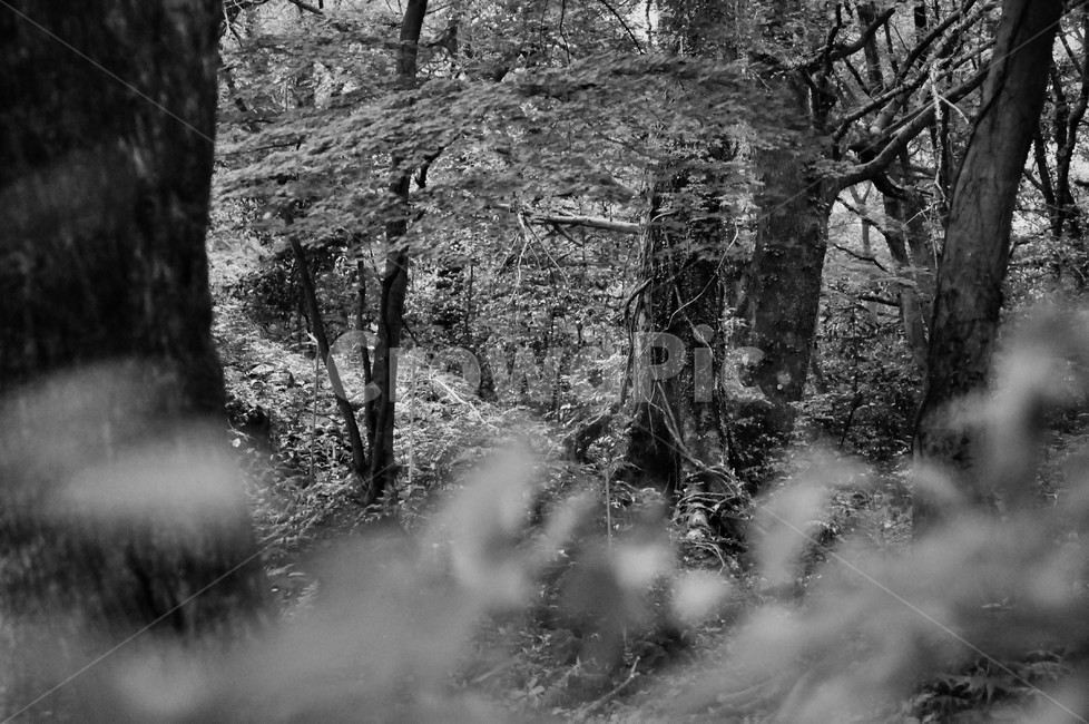 나무,숲,비자림,자연,흐림,생태계,흑백,모노톤,monochrome,black and white