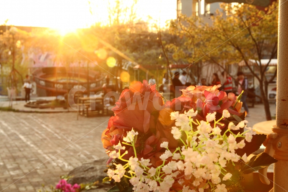 식물,꽃,빛,플레어,노을,flower,light,감성,편안함,노곤함,식물,자연,plants,nature,꽃,flower