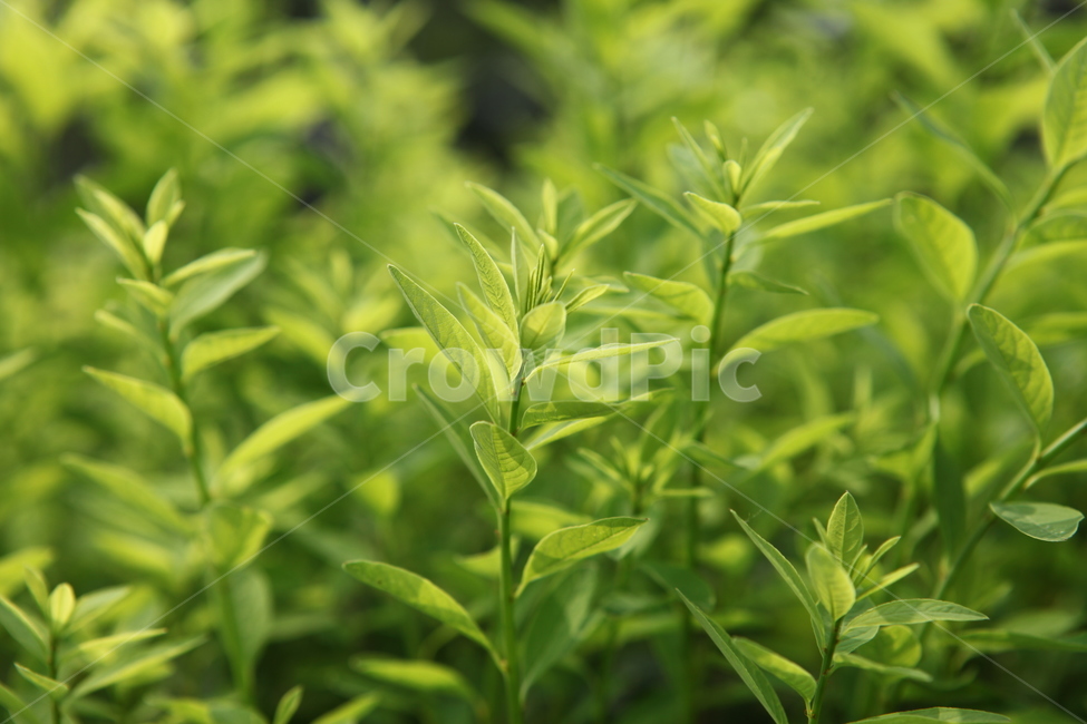 식물,싱그러움,시원함,편안함,감성,녹색,식물,자연,plants,nature,휴식,힐링,rest,relaxation,healing