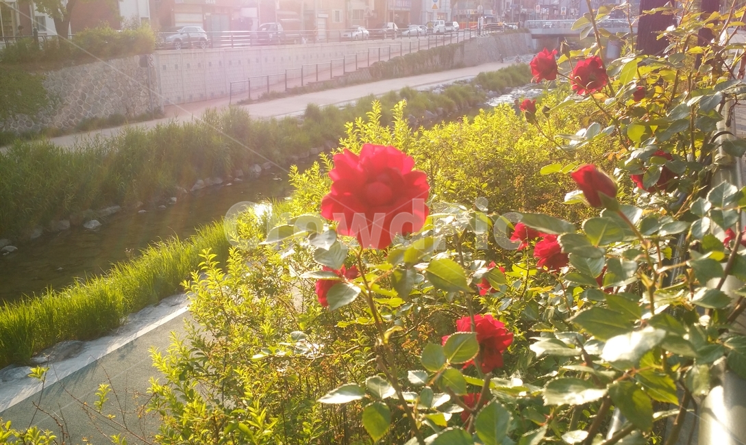 꽃,장미,로즈데이,장미꽃,예쁜,식물,자연,plants,nature,꽃,flower