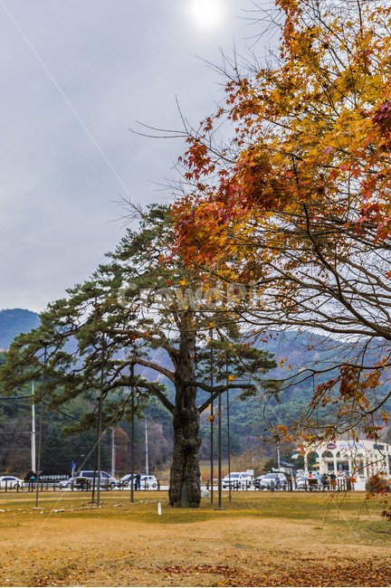 정이품소나무,천연기념물,단풍,속리산,낙엽,가을,가을,계절,fall,autumn,season,자연,풍경,nature,landscape,tree,나무,plant,식물,tree trunk,나무 줄기