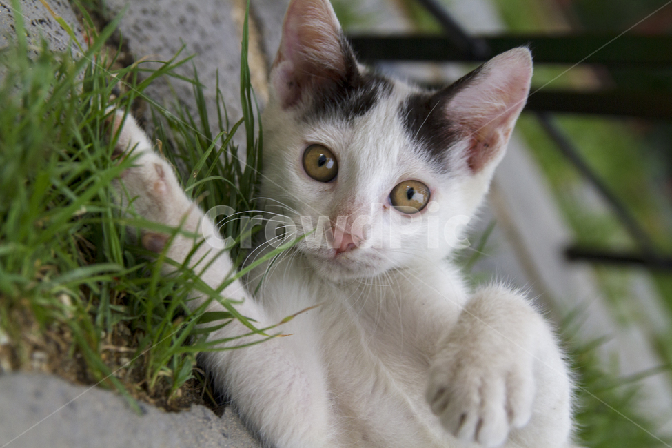 포유류,동물,고양이,아기고양이,집고양이,애완동물,마당,야외,휴식,재롱,새끼고양이,Mammals,animals,cats,babycats,housecats,pets,yard,outdoors,rest,cutelittlecats,kitten,동물,animal,포유류,mammal,고양이,cat,kitten,kitty