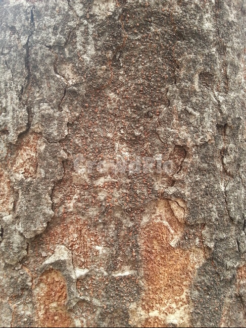 나무,껍질,무늬,질감,배경,나무,trees,wood,텍스처,질감,패턴,texture,pattern