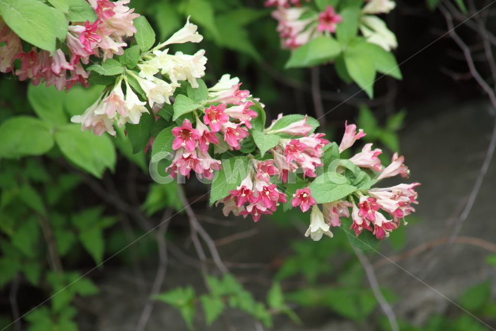 병꽃나무,꽃,봄,한국특산,weigela
