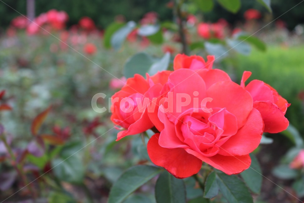 장미,꽃,식물,자연,초록,rose,bara,flower,hana,plants,shokubutsu,nature,green,midori,빨강,red,aka,식물,자연,plants,nature,꽃,flower