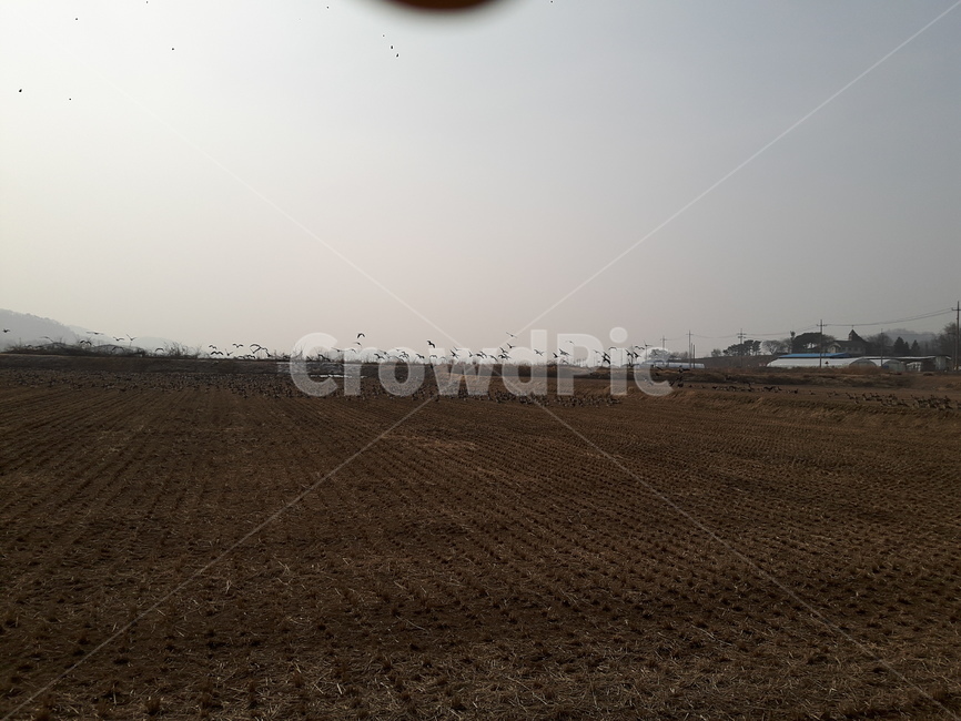 자연,풍경,철새,아름다움,생명,시골,마을,풍경,landscape,country,rural,town