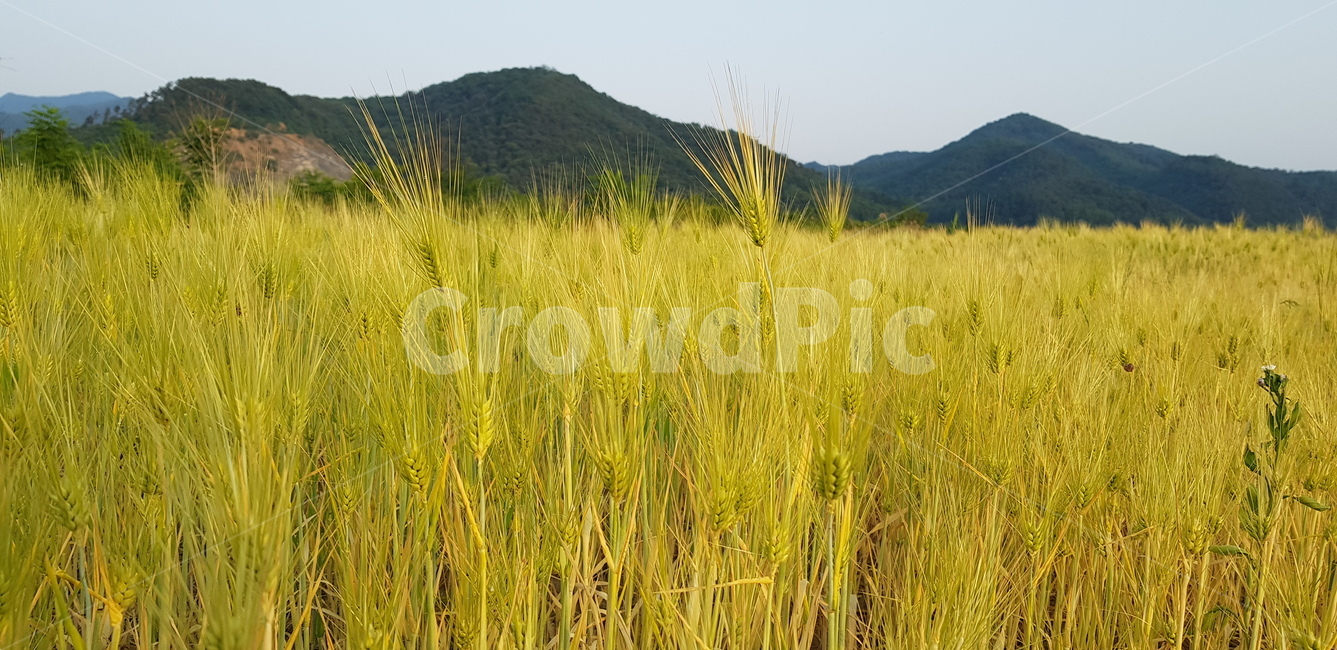 자연,nature,보리,가을,fall,풍경,수확,시골