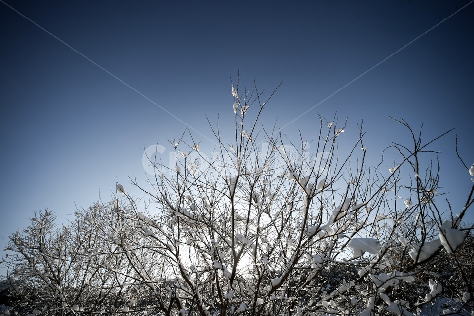 겨울,설경,풍경,나무,하늘,winter,tree,snow,겨울,계절,winter,season,자연,풍경,nature,landscape,outdoors,옥외