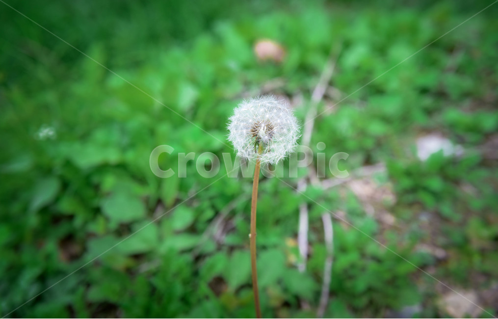 식물,plant,blossom,민들레,홀씨,민들레홀씨,퍼짐,확산,봄,자연,식물,자연,plants,nature