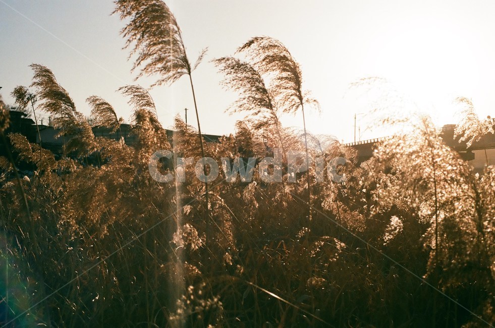 갈대,가을,감성,햇빛,바람,가을,계절,fall,autumn,season,식물,자연,plants,nature,감성,sensible,feeling,plant,grass,잔디,lawn,reed