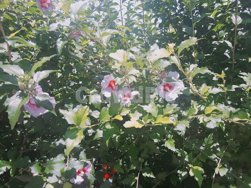 식물,여름꽃,꽃,flower,plants,식물,자연,plants,nature,꽃,flower
