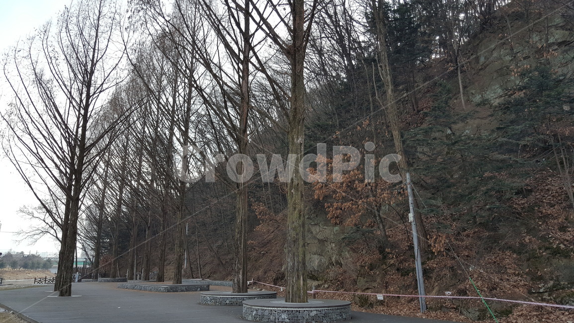 공원,조경,나무,풍경,자연,공원풍경,겨울공원,겨울나무,겨울,계절,winter,season,식물,자연,plants,nature,나무,trees,wood