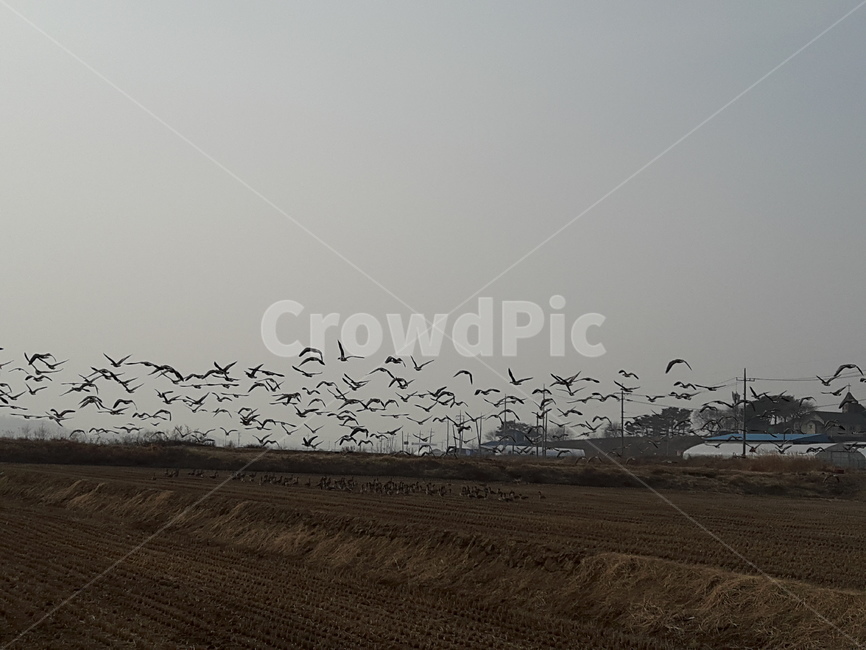 자연,풍경,철새,아름다움,생명,시골,마을,풍경,landscape,country,rural,town,동물,animal,조류,새,birds