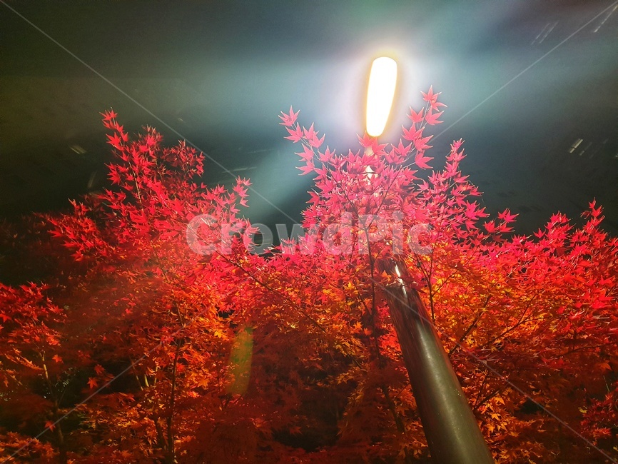 plant,식물,leaf,잎,tree,나무,단풍,가을,계절,fall,autumn,season