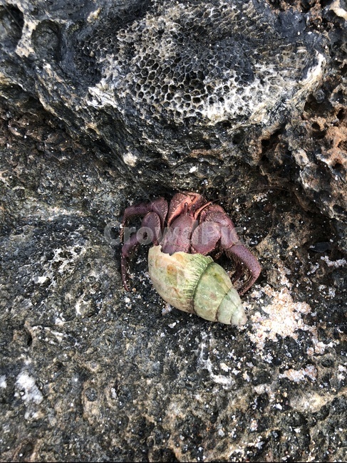 게,집게,소라게,야자집게,사이판,티니안