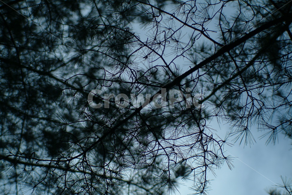 tree,나무,plant,식물,nature,자연,실루엣