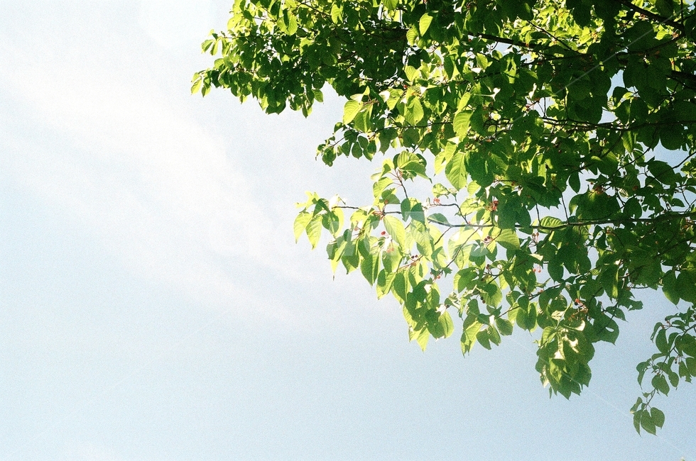 하늘,나무,빛,여름,구름,빈티지,감성,초록,벚나무,자연,풍경,nature,landscape,휴식,힐링,rest,relaxation,healing,leaf,잎,plant,식물