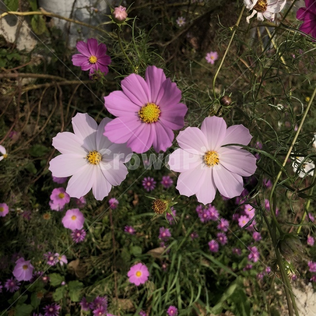 꽃,코스모스,가을,감성,자연