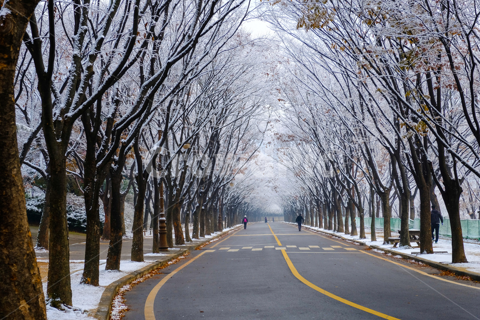 겨울,나무,눈,자연,풍경,사람,길,산책,겨울,계절,winter,season,자연,풍경,nature,landscape,asphalt,아스팔트,road,도로,outdoors,옥외
