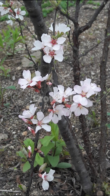 푸른수목원,봄,꽃,벚꽃,흰색,봄,계절,spring,season,식물,자연,plants,nature,꽃,flower,plant,blossom